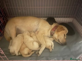 Labrador Retriever dogs - Advert 5