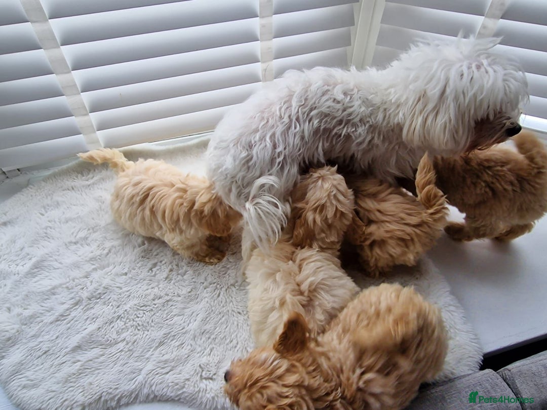 Maltipoo dogs for sale: Adorable Maltipoo Pups - Image 17