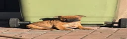 Staffordshire Bull Terrier dogs for sale: last boy ready now champion lines  boys  - Advert 4