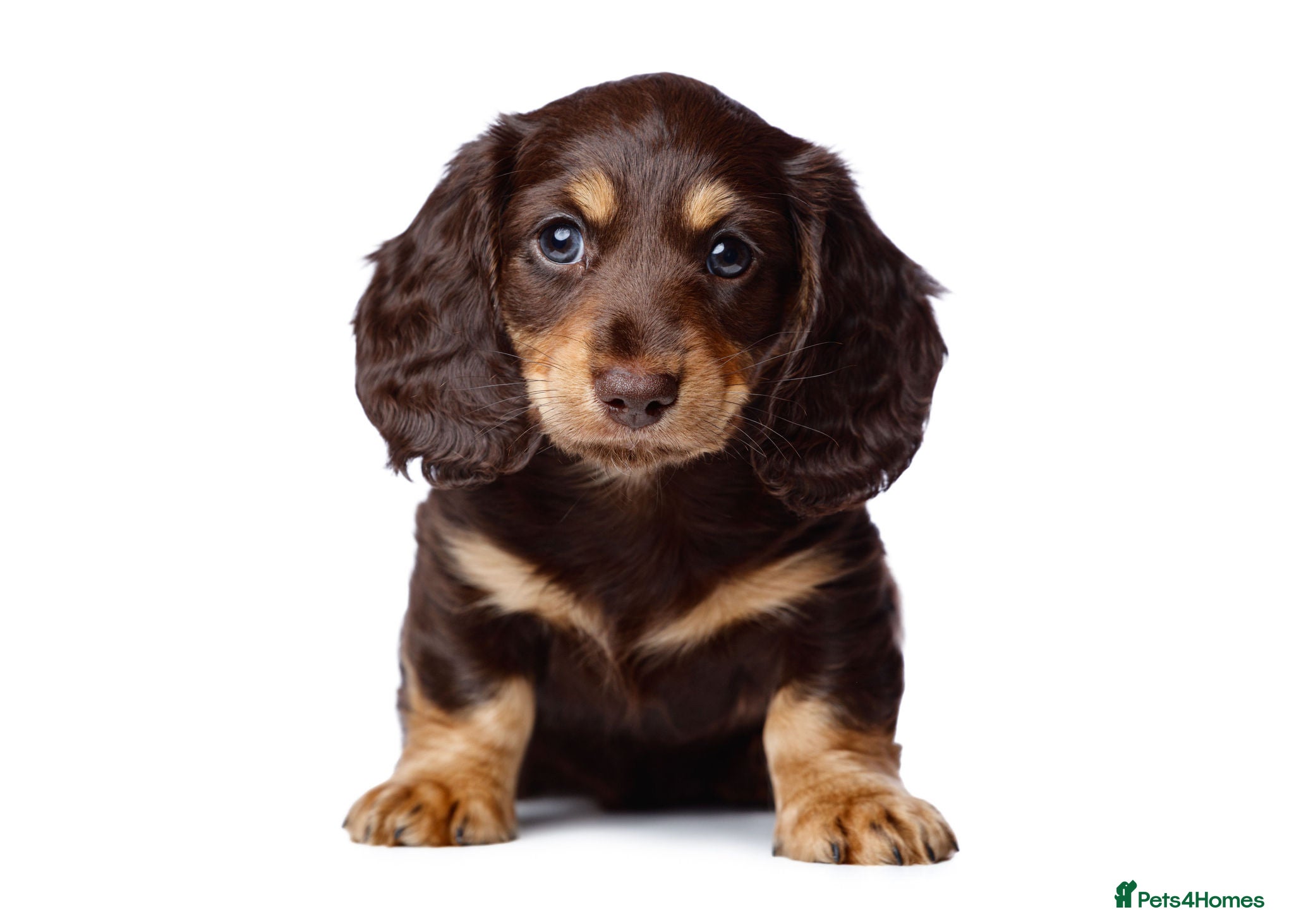 Miniature Dachshund dogs KC Chocolate & Cream Long Hair Miniature Dachshund - Advert 15