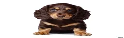 Miniature Dachshund dogs for sale: KC Chocolate & Tan Long Hair Miniature Dachshund - Advert 1