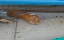 Guinea Pig rodents for sale: 2x male guinea pigs  - Image 2
