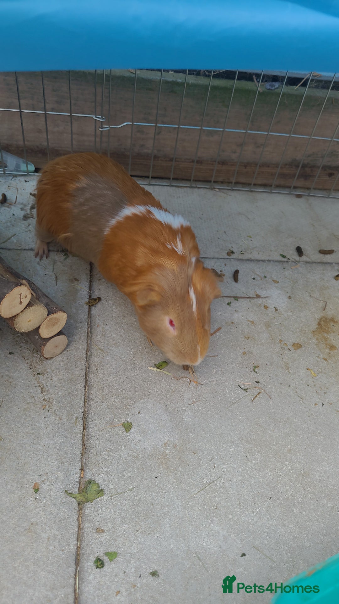 Guinea Pig rodents for sale: 2x male guinea pigs  - Image 2