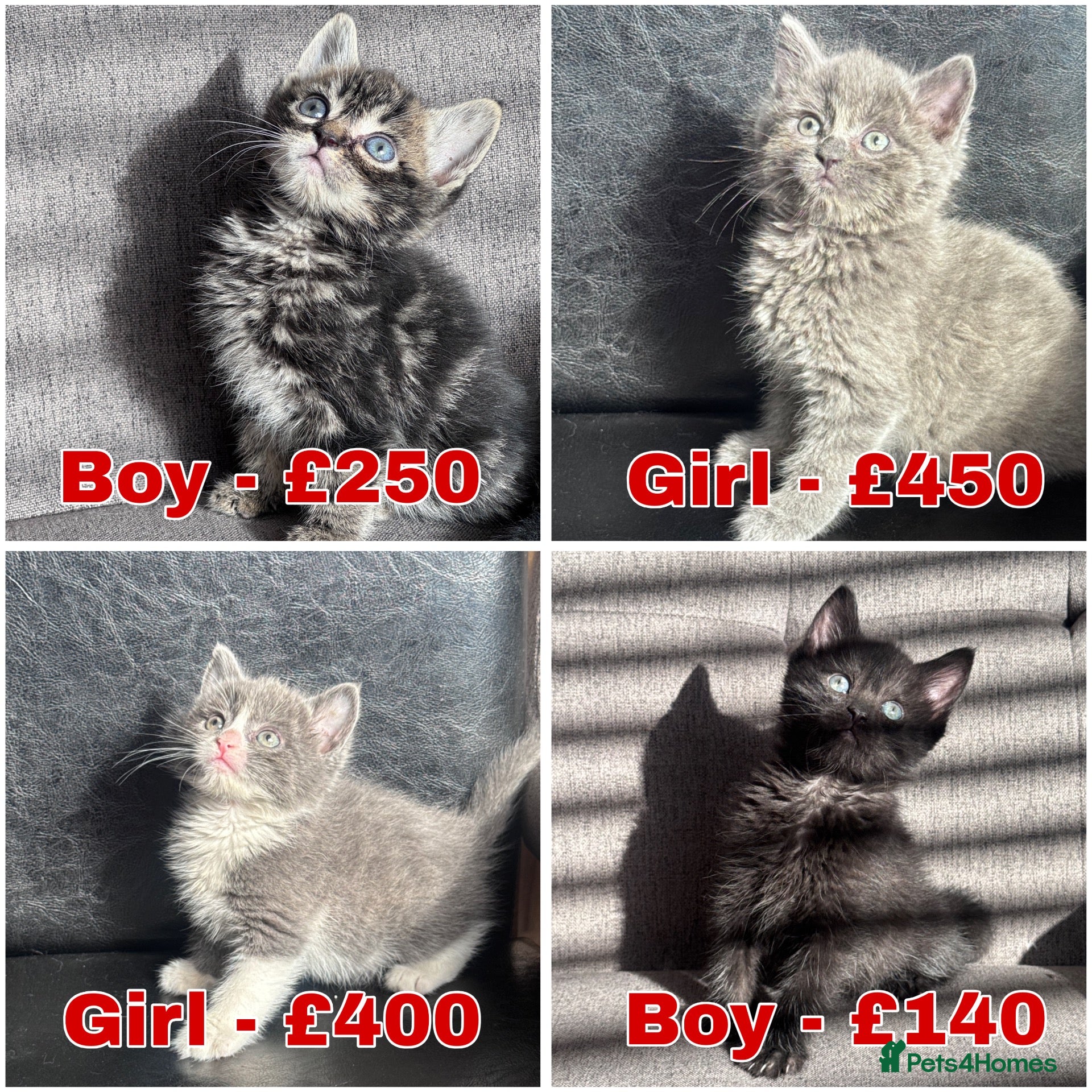 Mixed Breed cats Beautiful kittens  - Advert 1