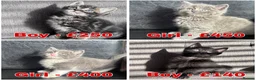 Mixed Breed cats for sale: Beautiful kittens  in Romford - Advert 1