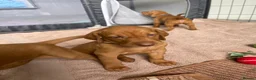 Hungarian Vizsla dogs for sale: Hungarian vizsla puppies  in Thirsk - Advert 19