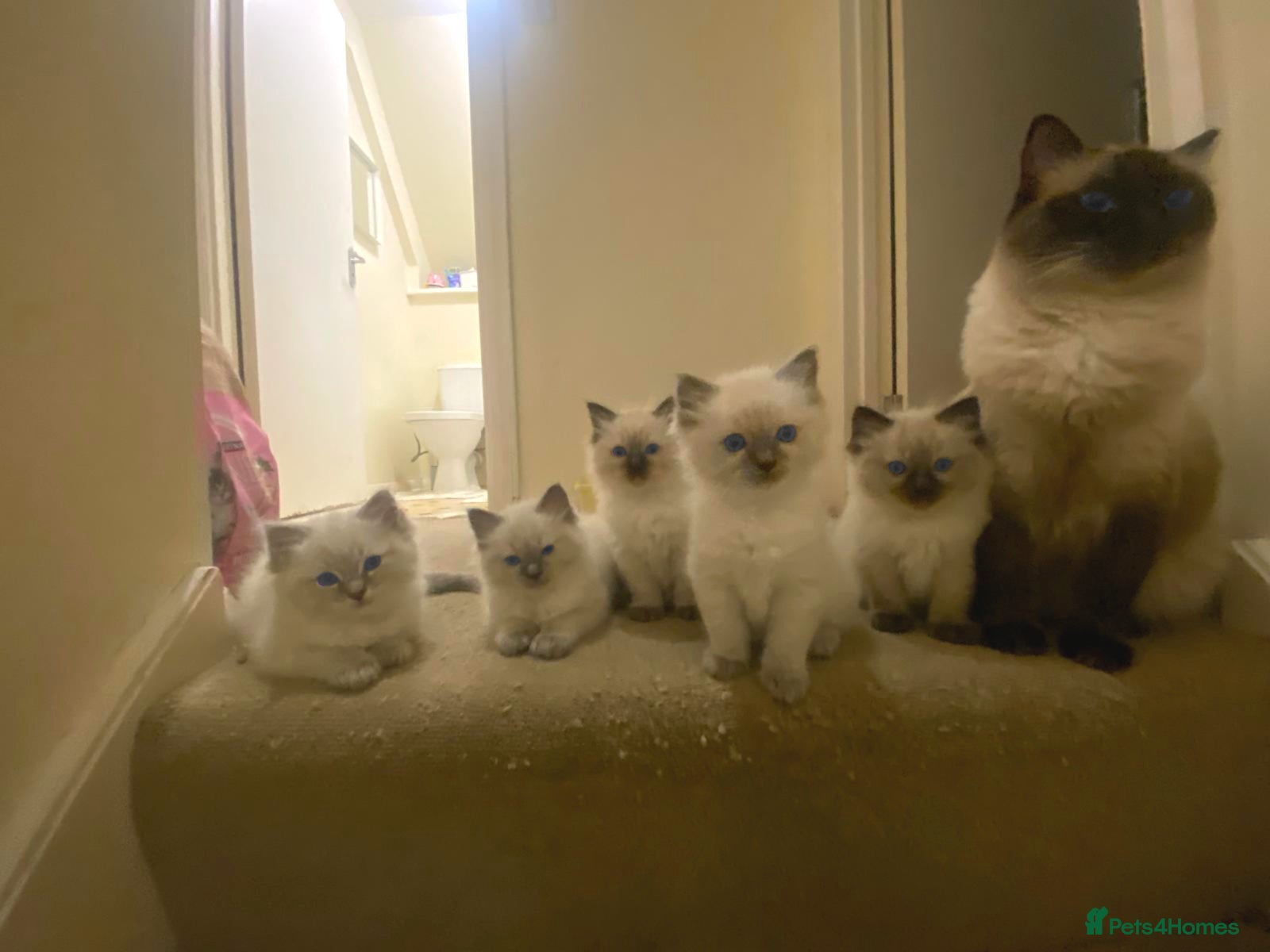 Ragdoll cats Ragdoll kittens (delivery available) - Advert 8