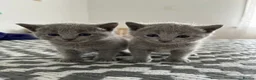 Russian Blue cats for sale: TICA PEDIGREE RUSSIAN BLUE KITTENS  - Advert 19