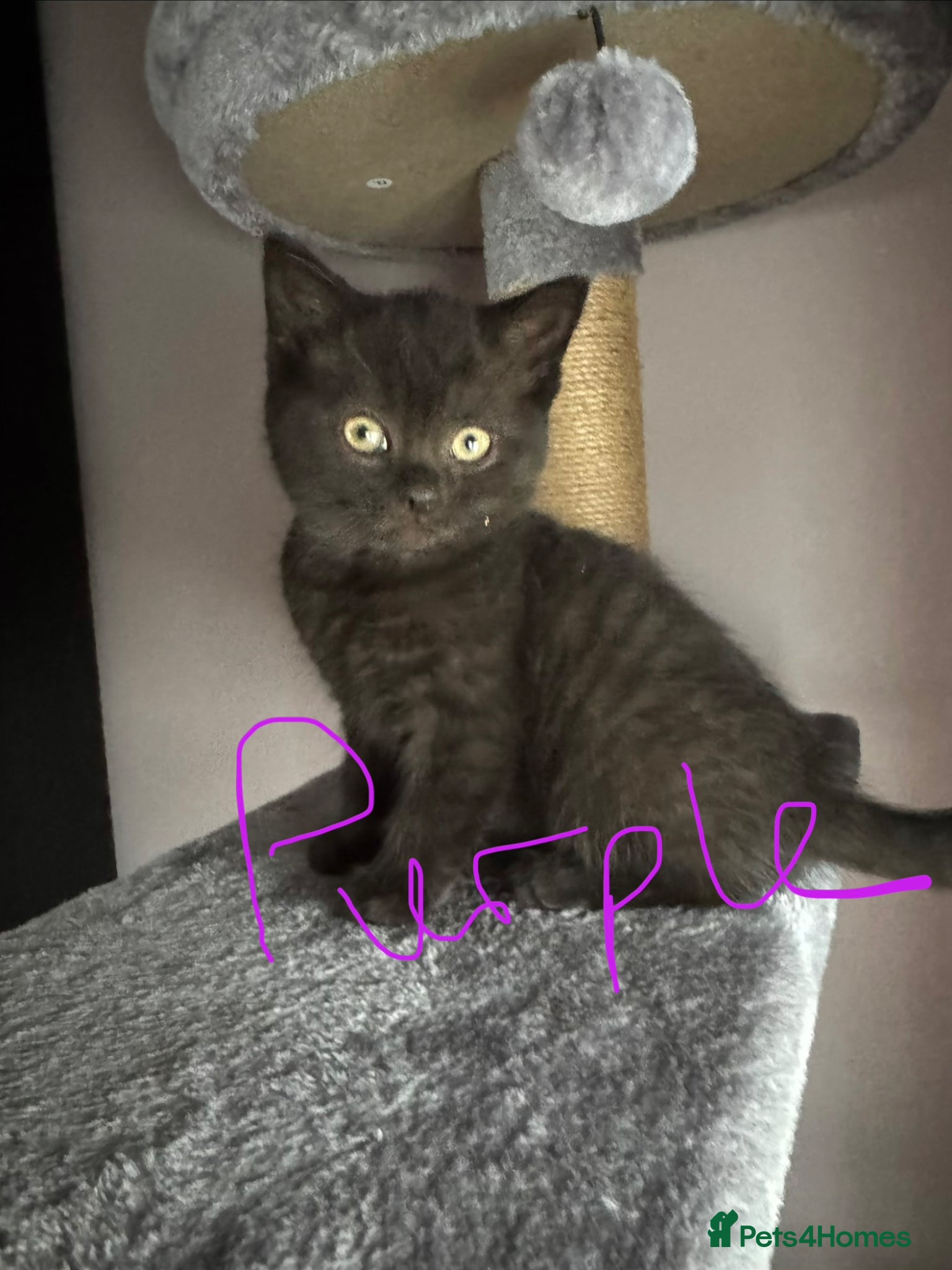 British Shorthair cats 6 Chunky British Shorthair kittens - Advert 1