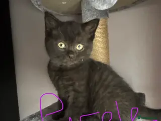 British Shorthair cats 6 Chunky British Shorthair kittens - Advert 6