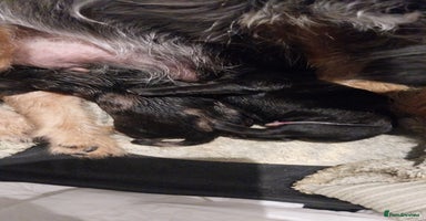 Mixed Breed dogs - Advert 3