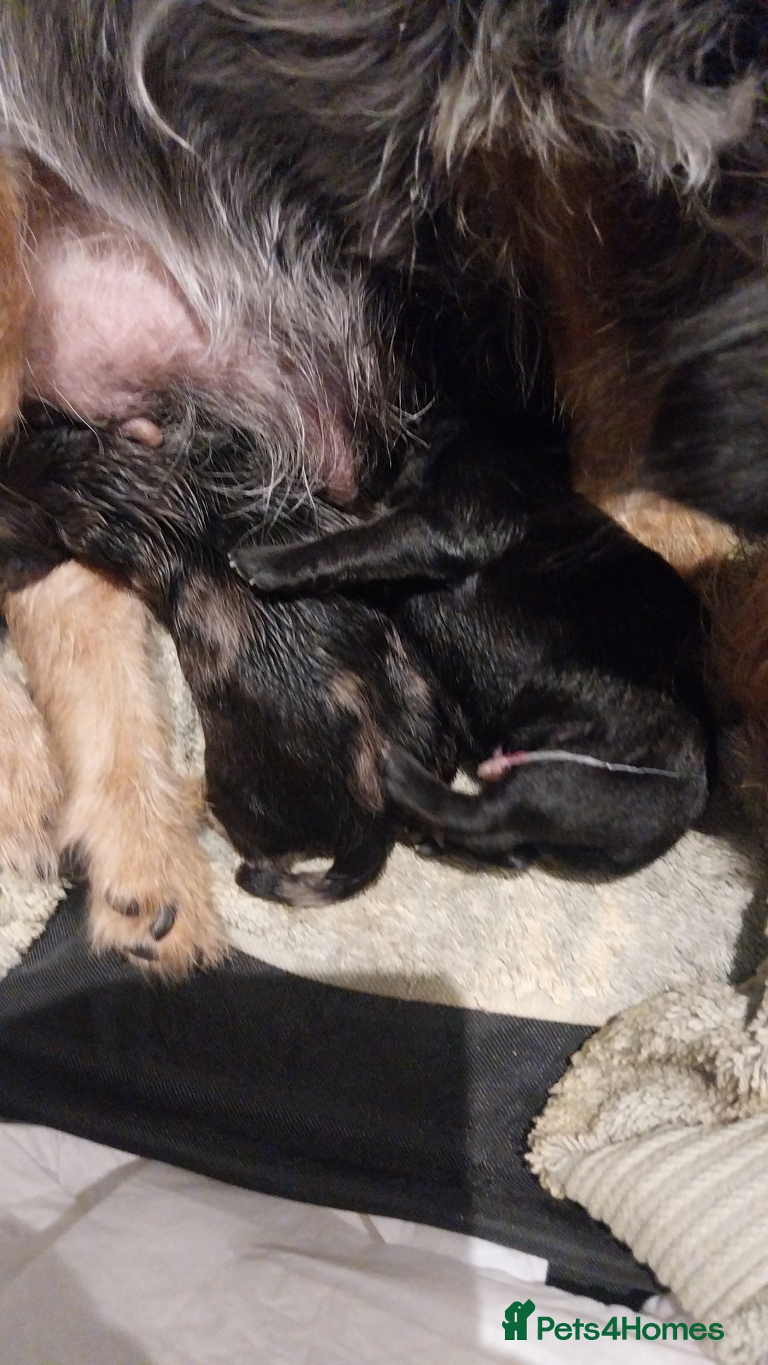 Mixed Breed dogs for sale: Pomeranian /Terrior  - Image 2