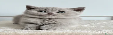 British Shorthair 3