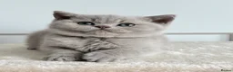British Shorthair cats for sale: 🎃 BRITISH SHORTHAIRS BLUE  LILAC READY HALLOWEEN  - Advert 14