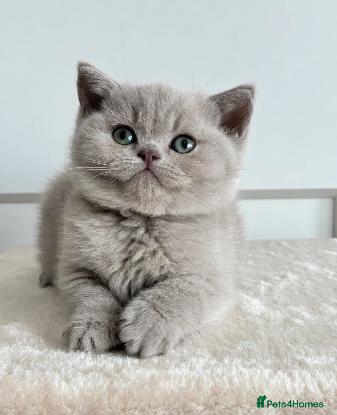 British Shorthair cats for sale: 🎃 BRITISH SHORTHAIRS BLUE  LILAC READY HALLOWEEN  - Advert 14
