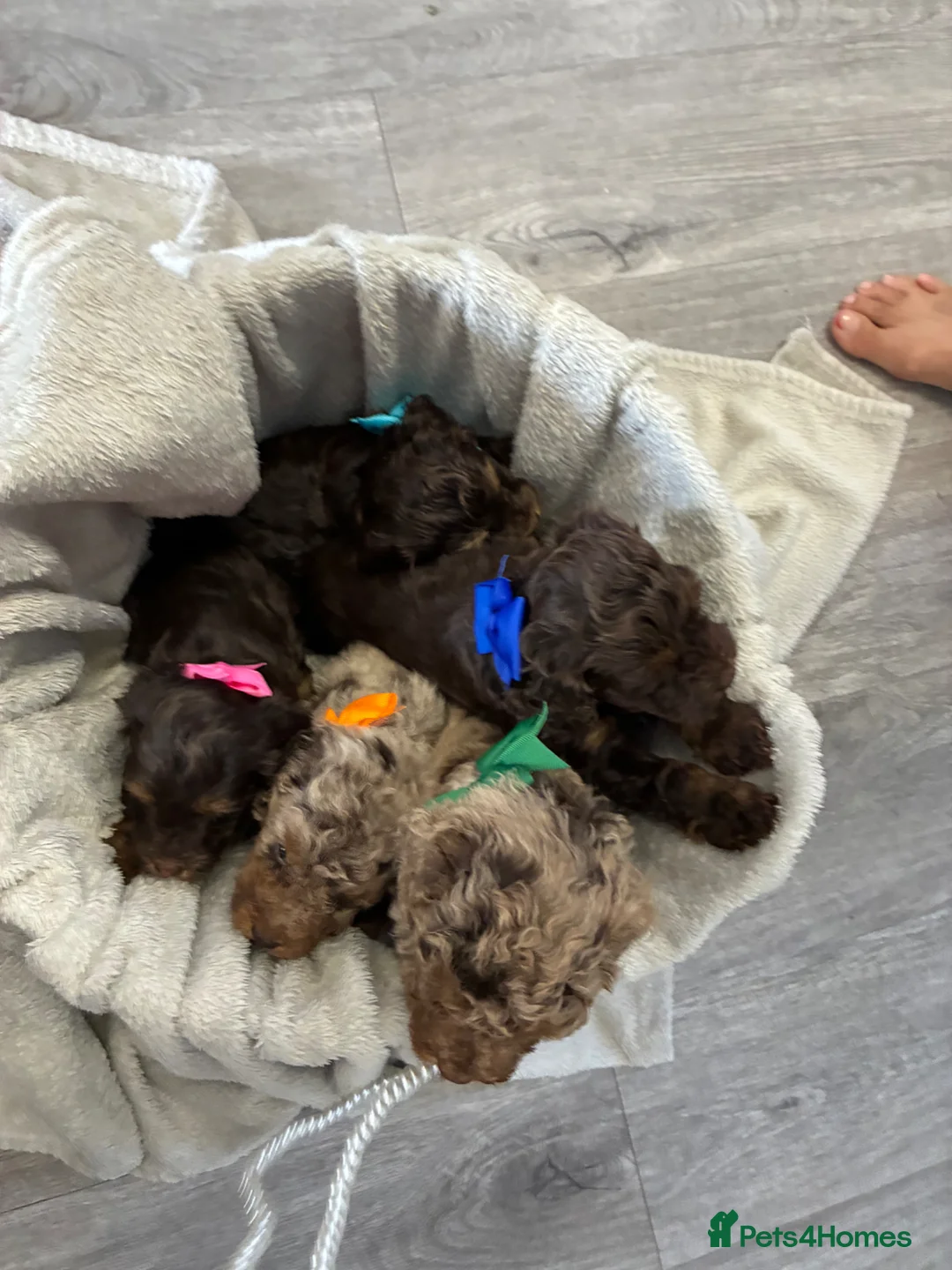 Cockapoo dogs for sale: F4 Cockapoo's for sale LAST BOY LEFT  - Advert 2