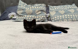 Mixed Breed cats for sale: Two gorgeous kittens looking for a loving home  - Image 4