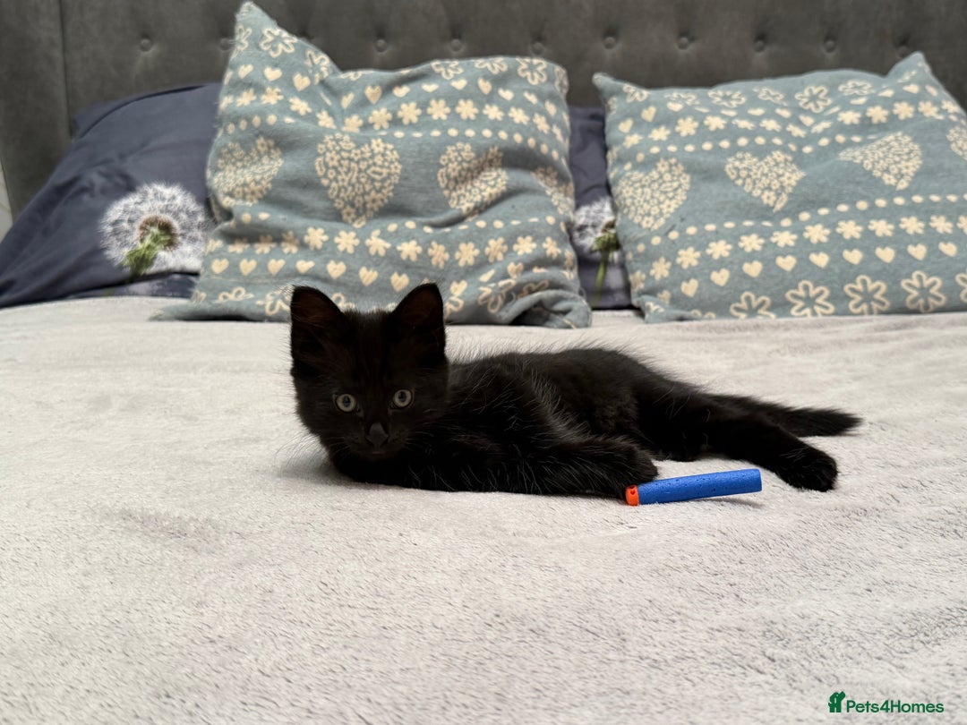 Mixed Breed cats for sale: Two gorgeous kittens looking for a loving home  - Image 4