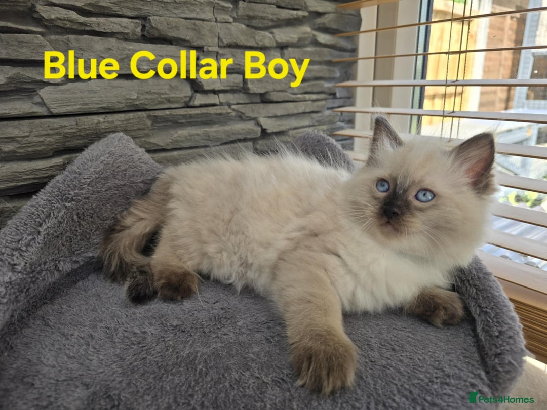 Ragdoll cats for sale: Beautiful ragdoll kittens - Image 3