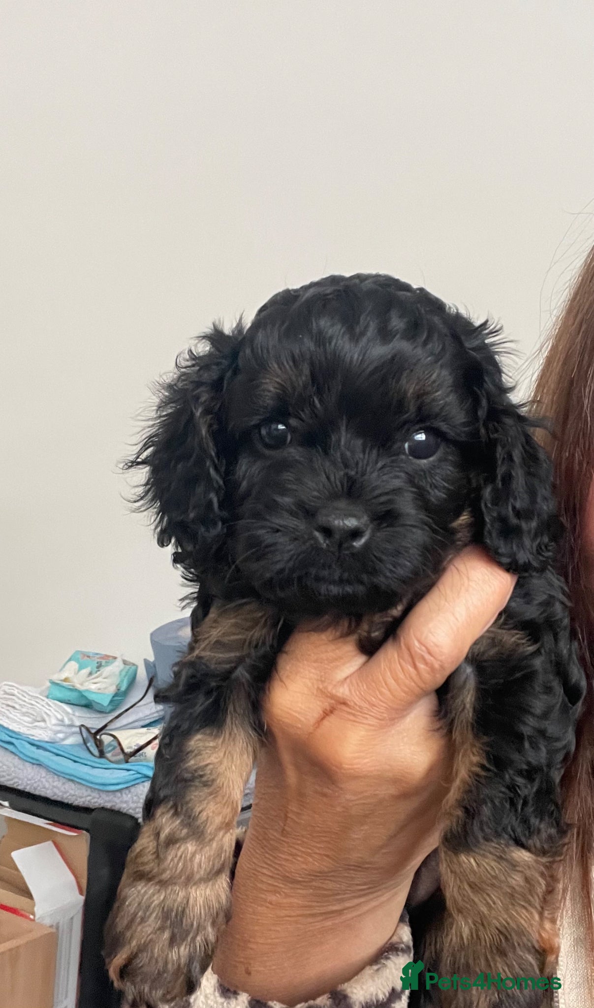Cavapoo dogs Cavapoo pups - Advert 15