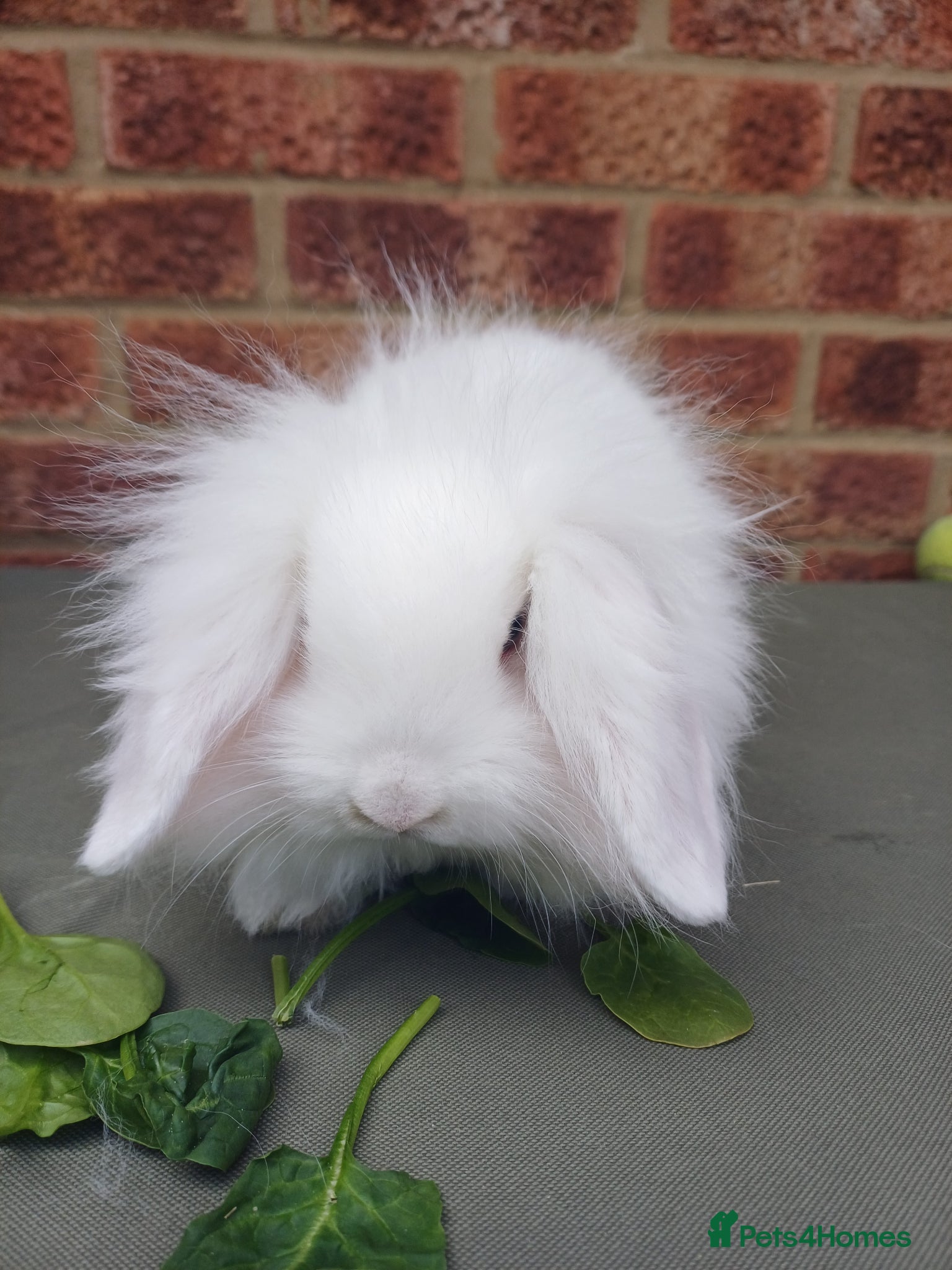 Mixed Breed rabbits Rabbits, Lion head x Lop eared Baby Bunnies.  - Advert 10