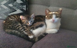 Mixed Breed cats for sale: The three musketeers are looking for new homes - Image 2