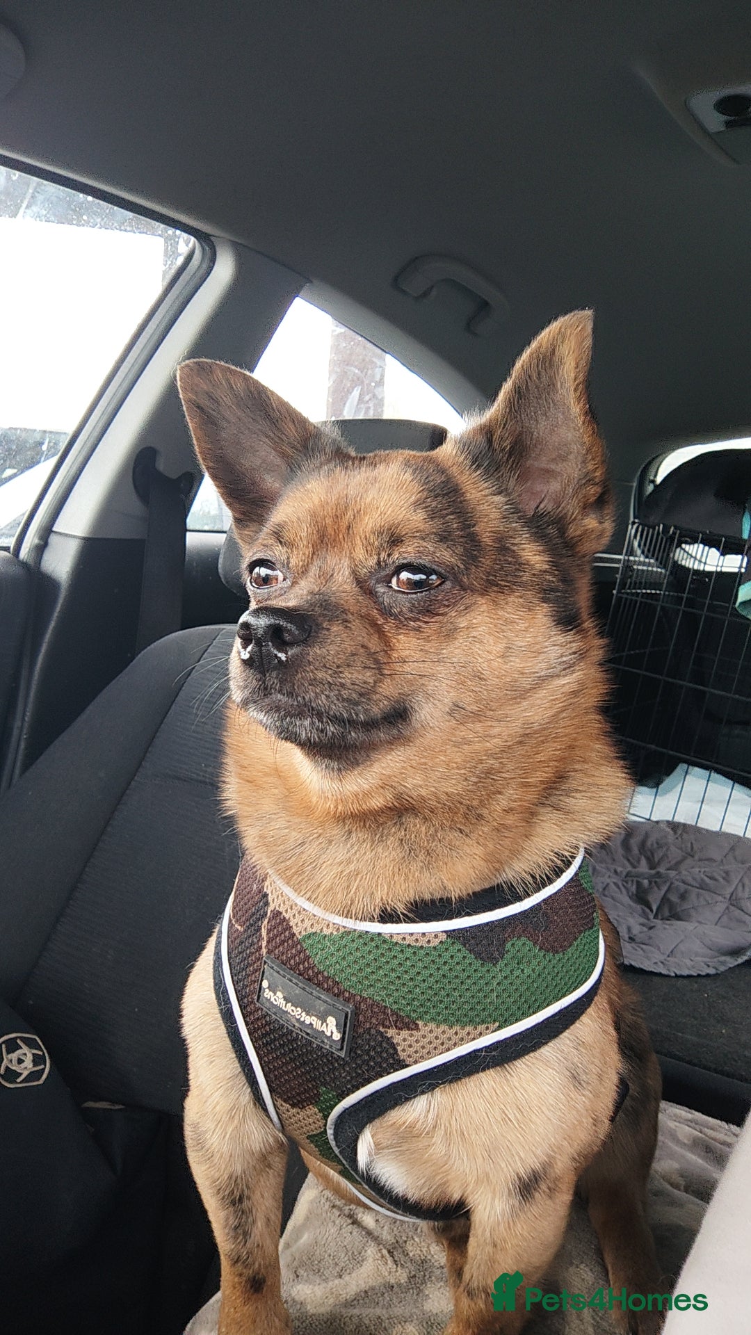 Mixed Breed dogs POMERANIAN x JACK RUSSELL CHIHUAHUA MIX STUD DOG - Advert 1