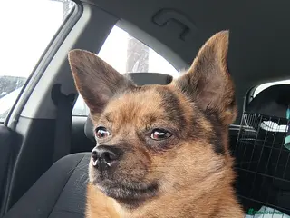 Mixed Breed dogs POMERANIAN x JACK RUSSELL CHIHUAHUA MIX STUD DOG - Advert 10