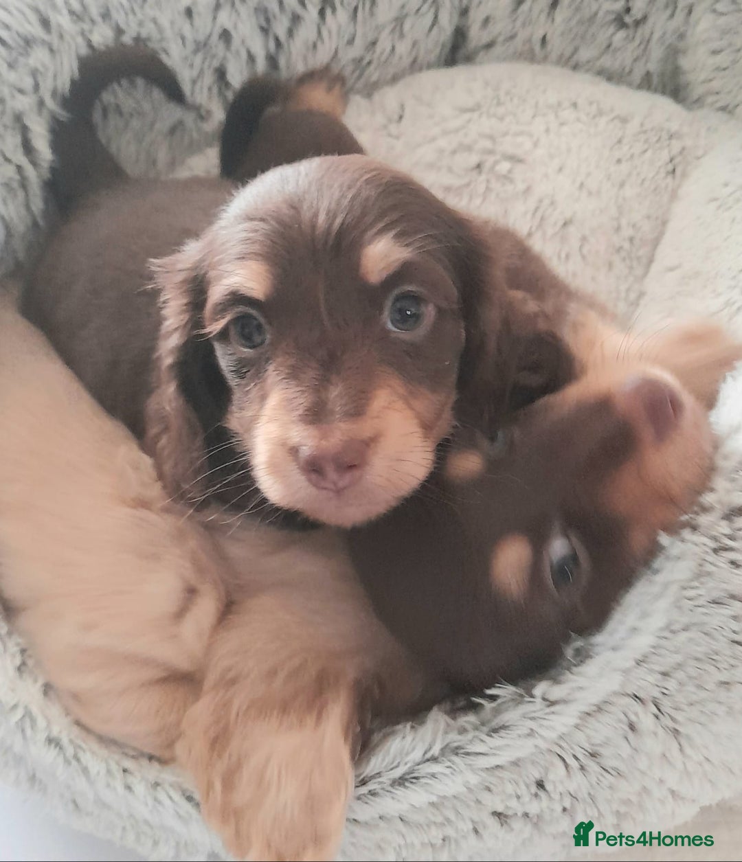 Miniature Dachshund dogs for sale:  Long haired minature daschunds  - Advert 5