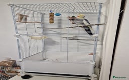 Cockatiels birds for sale: A male cockateil with a cage.NOT TAMED. - Image 6