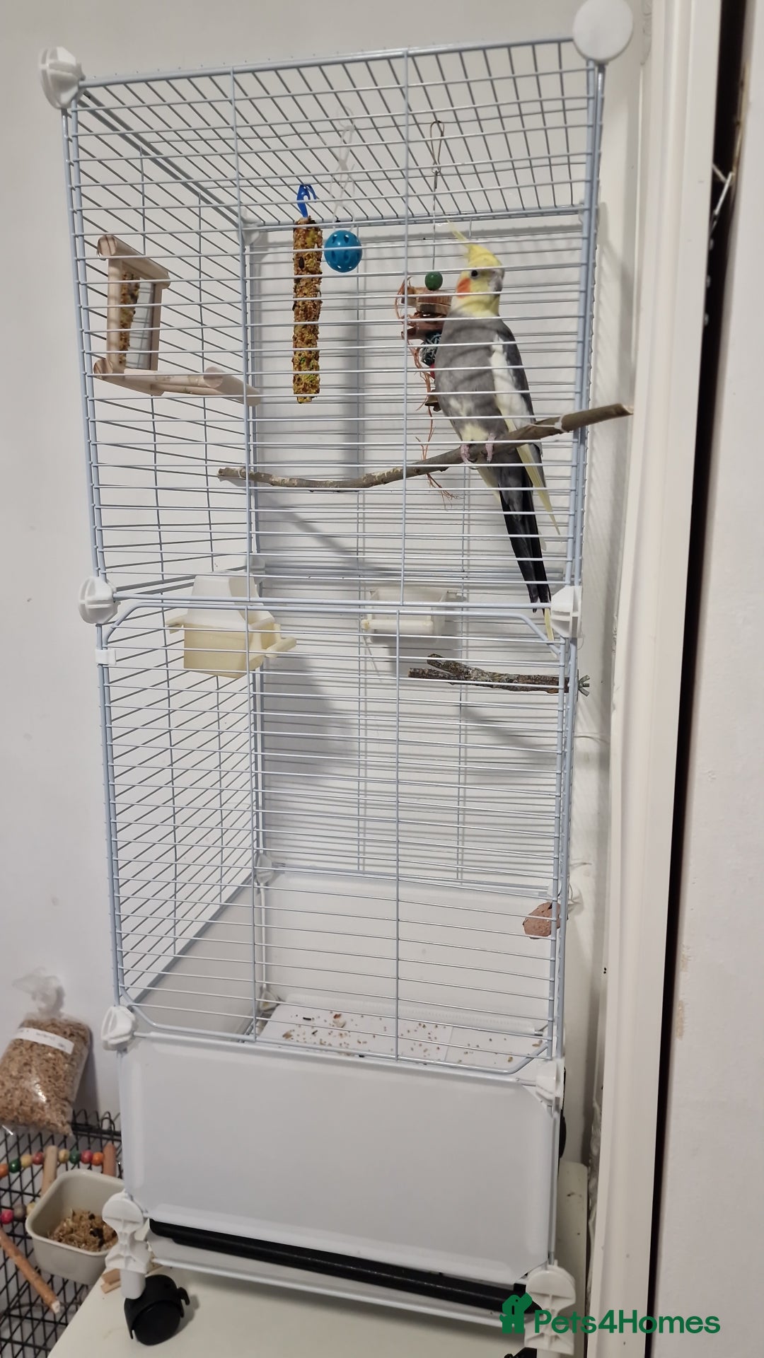 Cockatiels birds for sale: A male cockateil with a cage.NOT TAMED. - Image 6