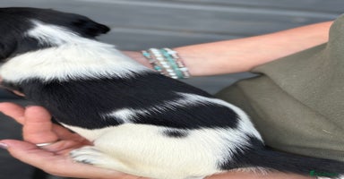 English Springer Spaniel dogs - Advert 11