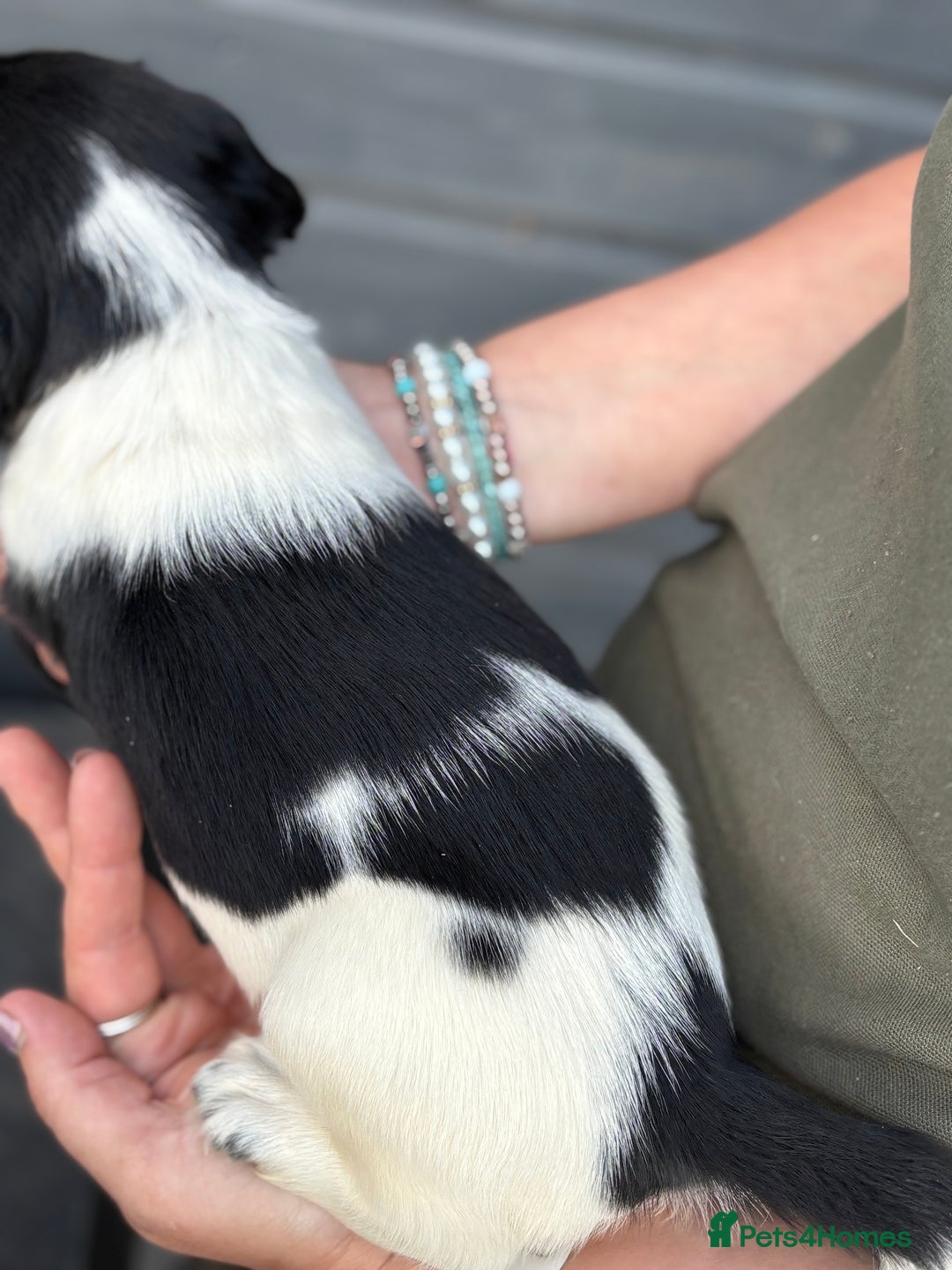 English Springer Spaniel dogs for sale: Beautiful Springer spaniel puppies  - Image 2