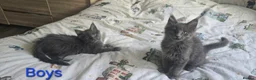Maine Coon cats for sale: Maine Coon Kitten ready - Advert 10