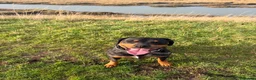 Rottweiler dogs for sale: Circumstance change  in Rochester - Advert 8