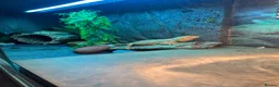 Bearded Dragon reptiles for sale: Female rescue named Athena  in Fleetwood - Advert 6