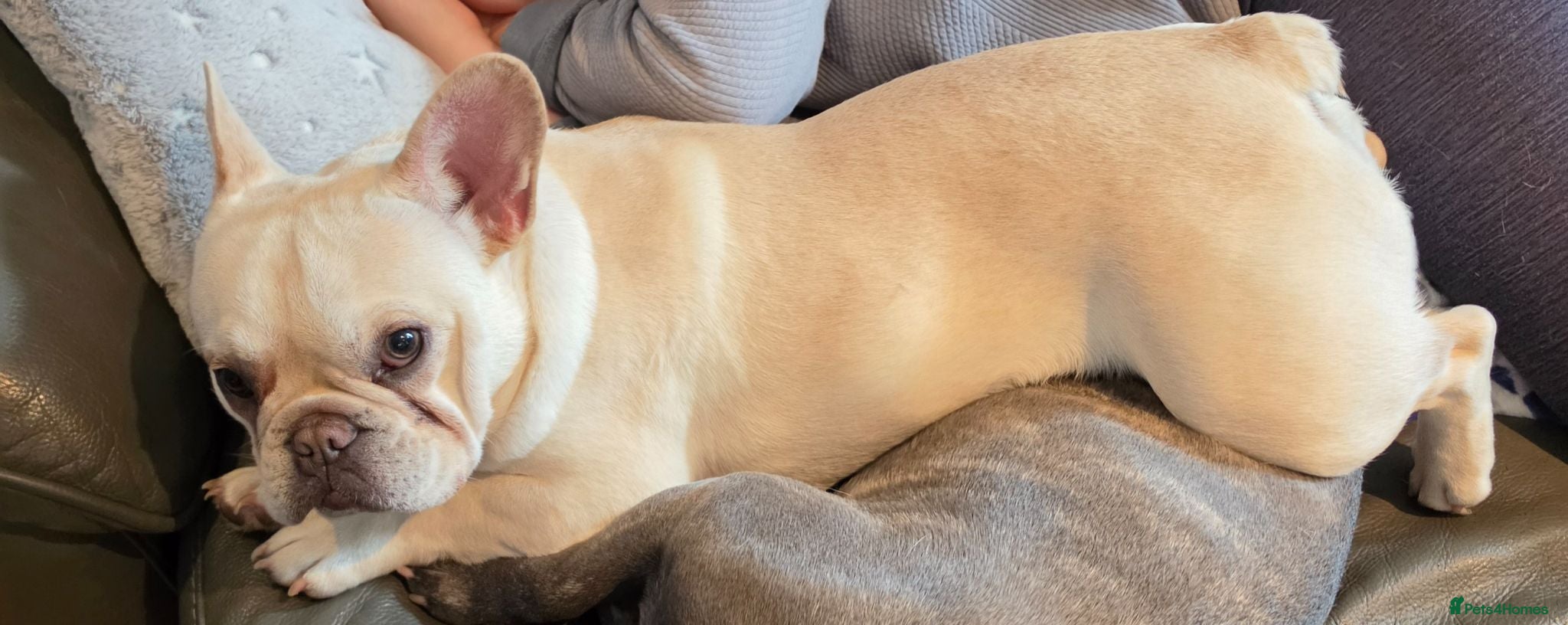 French Bulldog dogs 10 month old cream French Bulldog boy - Advert 1