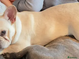 French Bulldog dogs 10 month old cream French Bulldog boy - Advert 9