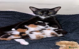 Turkish Van cats for sale: Beautiful Turkish van boy  - Image 2
