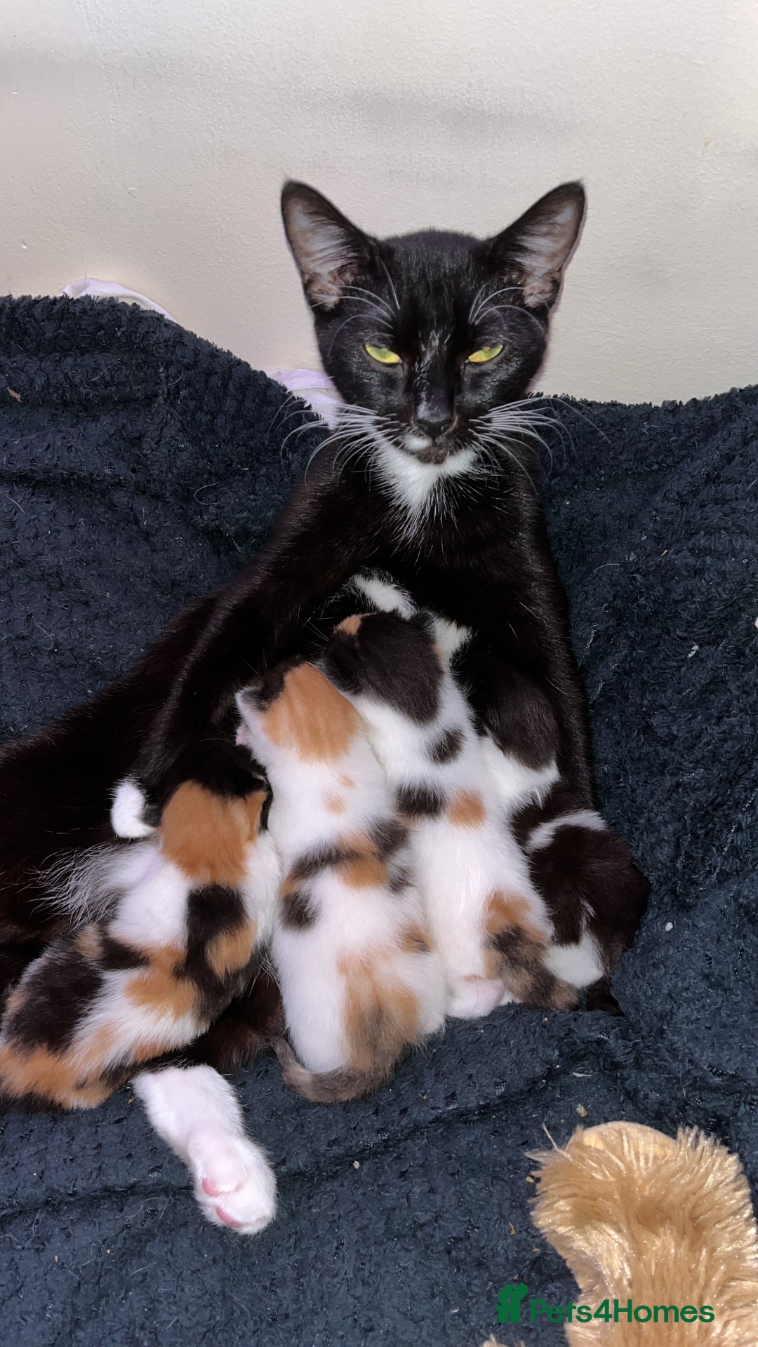 Turkish Van cats for sale: Beautiful Turkish van boy  - Image 2