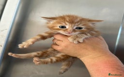 Mixed Breed cats for sale: Beautiful kittens - Image 2