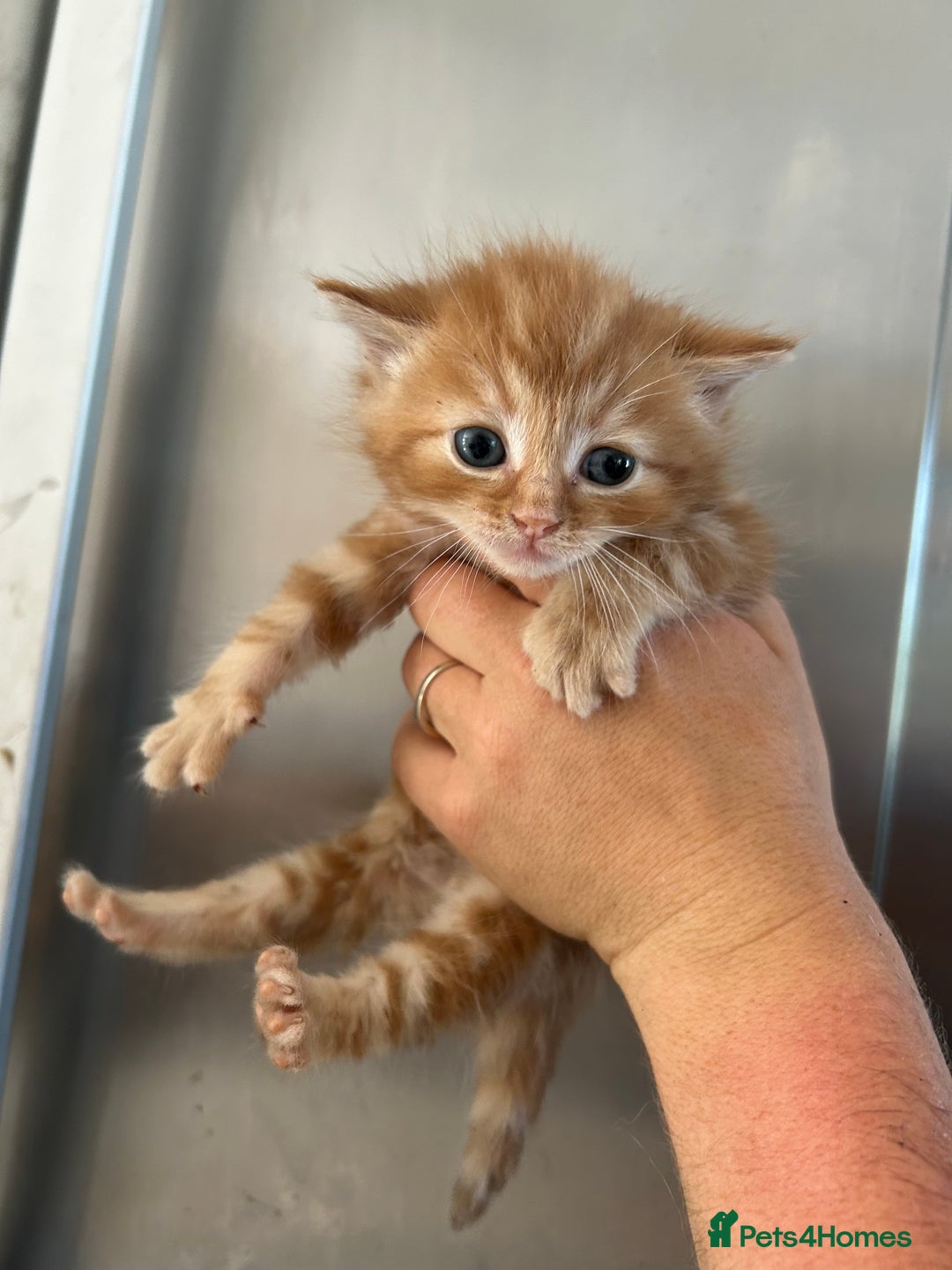 Mixed Breed cats for sale: Beautiful kittens - Image 2