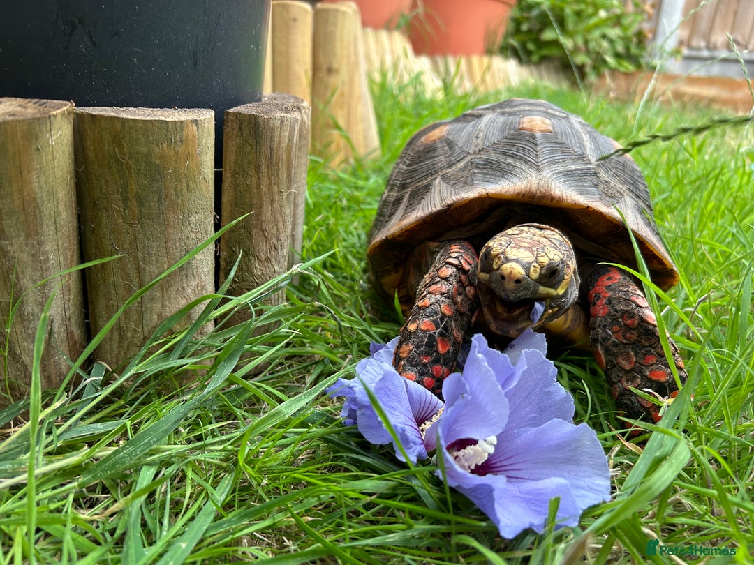 Tortoise reptiles for sale: Redfoot Tortoise £100 ONO - Image 2