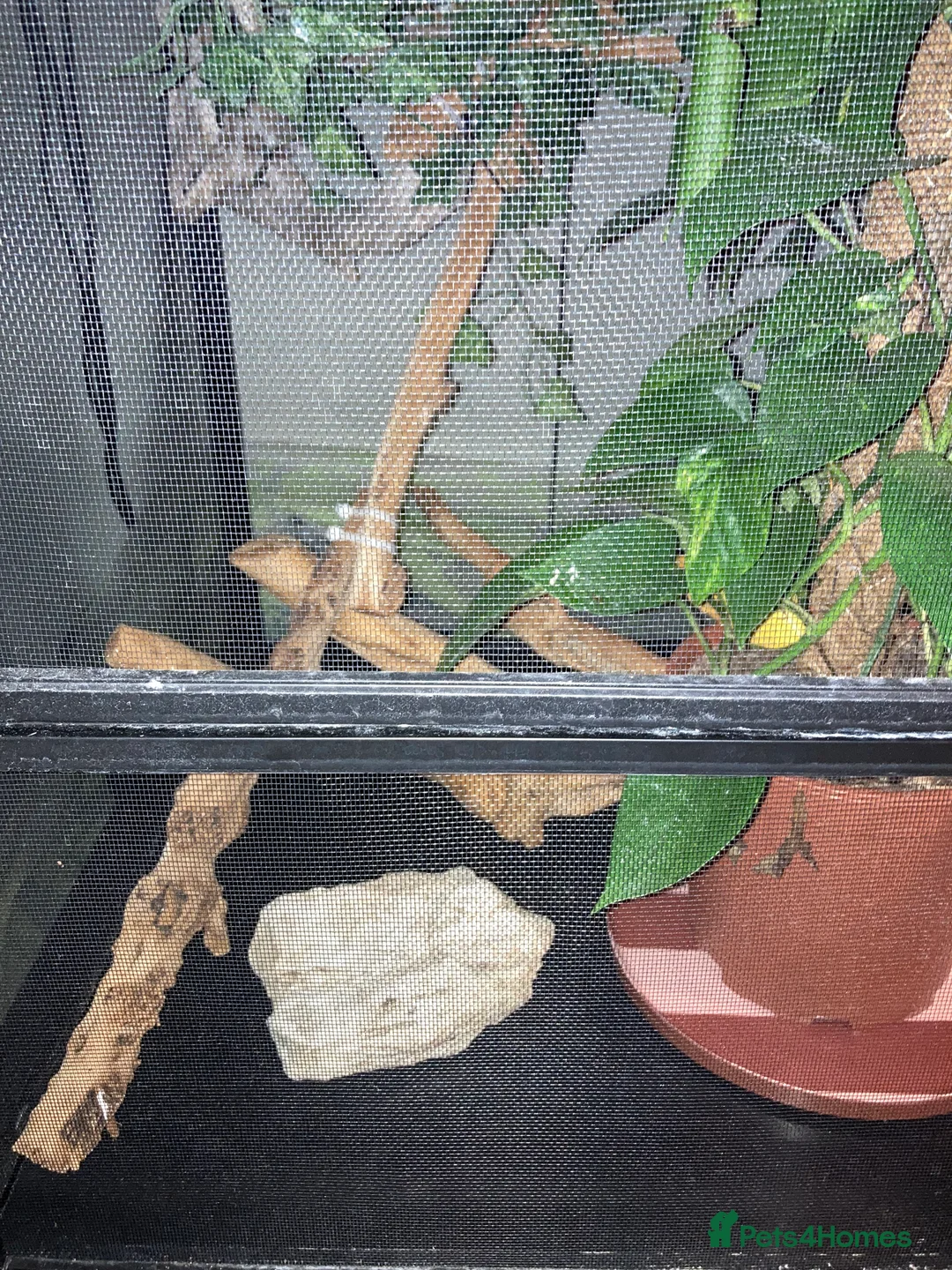 Chameleon reptiles for sale: Very friendly Yemen chameleon full setup - Advert 6