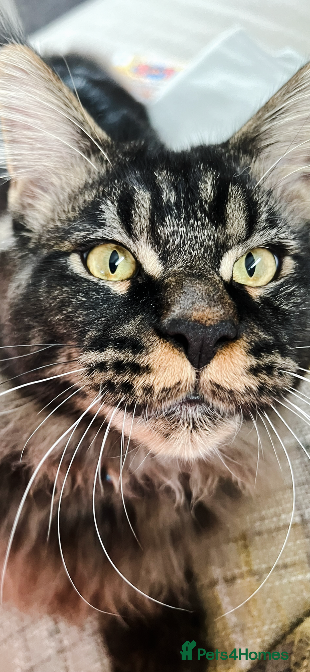 Maine Coon cats for sale: Full Maine coon kittens available  - Advert 19