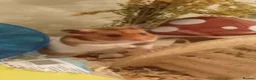 Hamster rodents for sale: Syrian Hamster - Advert 3
