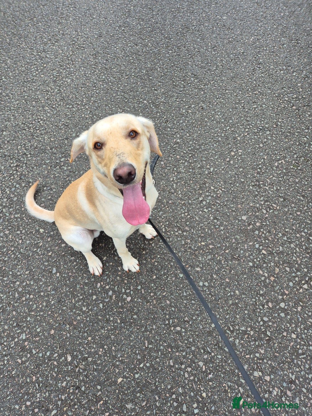 Labrador Retriever dogs for sale: Male labrador  - Advert 3