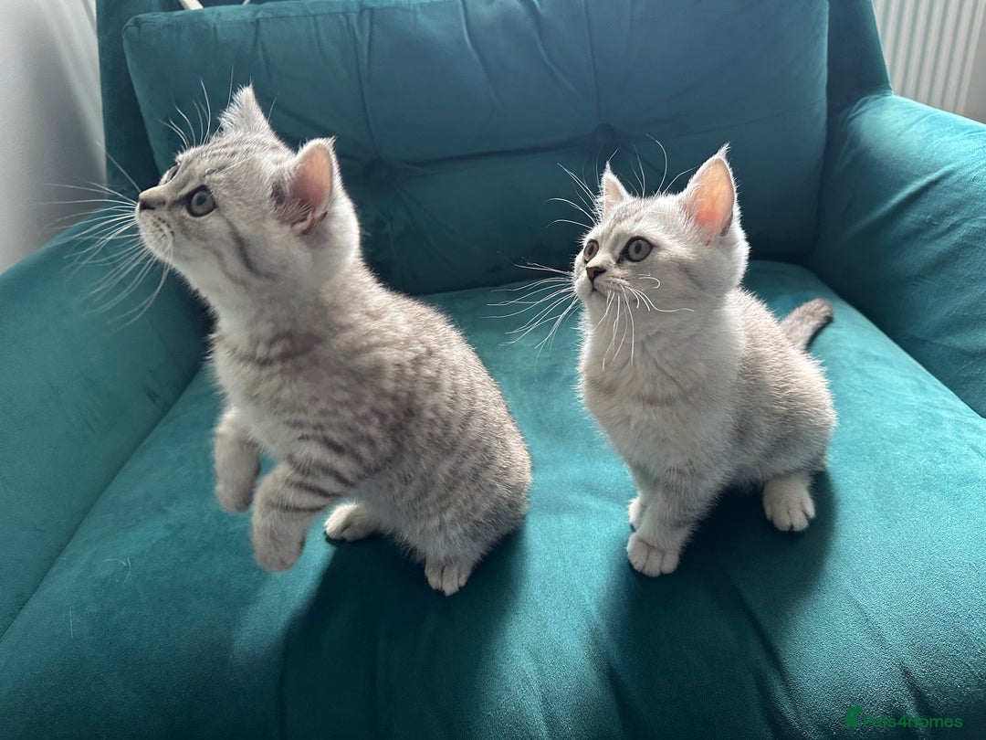 British Shorthair cats for sale: 😻Beautiful BSH Active GCF Kittens🌈 Ready Now! - Image 4
