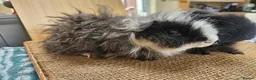 Guinea Pig rodents for sale: Pair of Male guinea pigs  - Advert 5