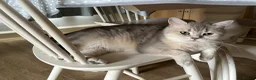 British Shorthair cats for sale: Silver and Golden Shaded British Shorthair - Advert 10
